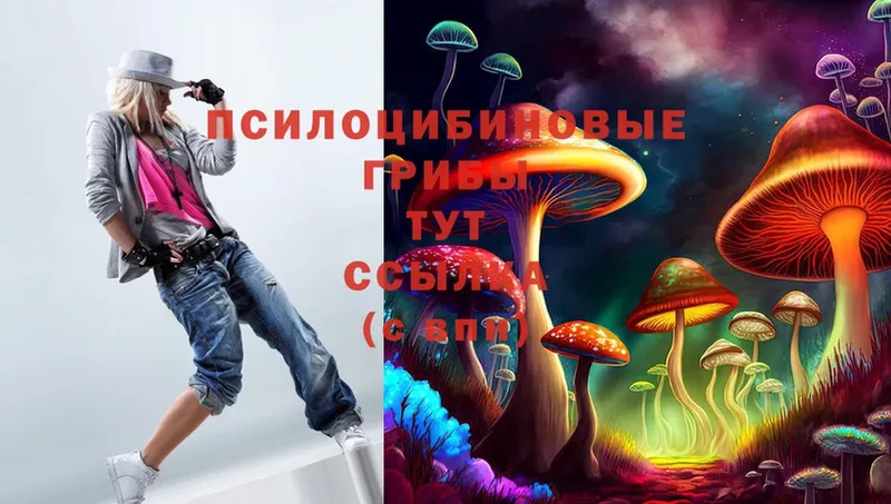 Псилоцибиновые грибы Psilocybe  закладки  Мензелинск 